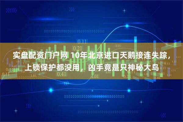 实盘配资门户网 10年北京进口天鹅接连失踪，上锁保护都没用，凶手竟是只神秘大鸟